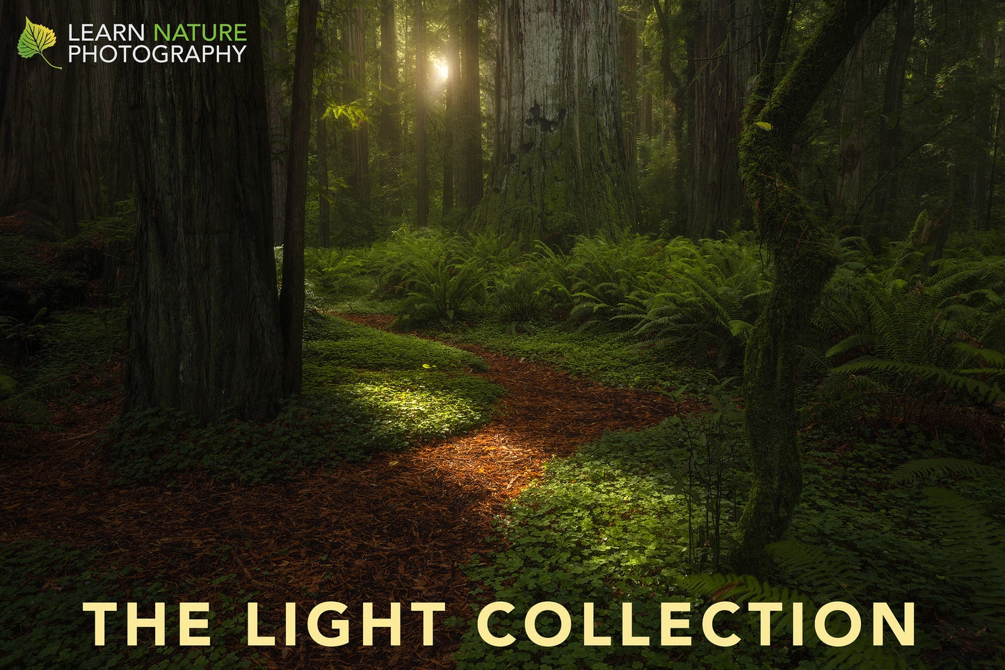 Learn Nature Photography: Light Collection